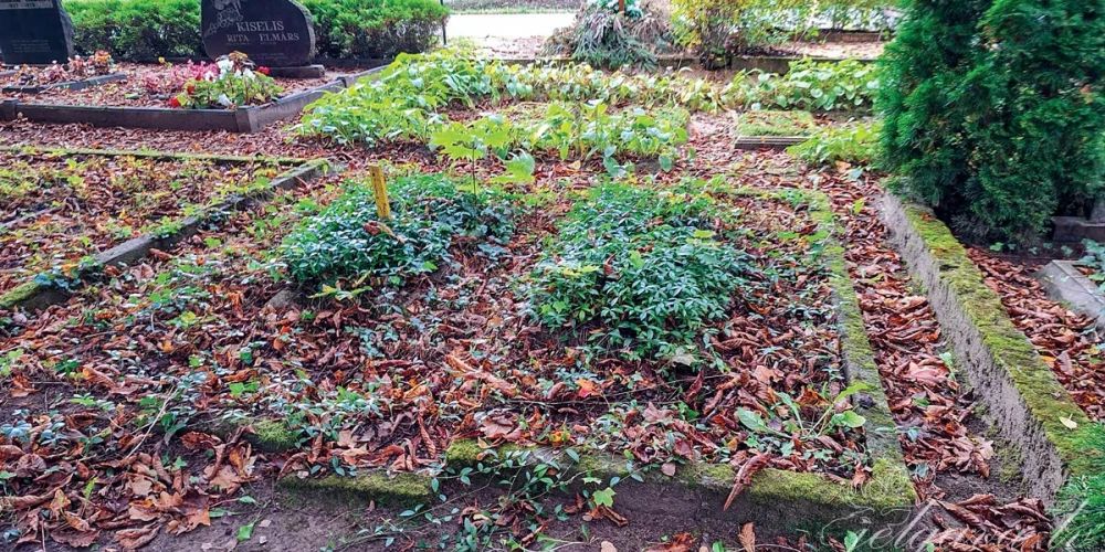 Septiņu gadu laikā Jelgavā ir aktētas 264 nekoptas kapavietas, kuras pēc vairākkārtējiem aicinājumiem to kopēji nav sakopuši