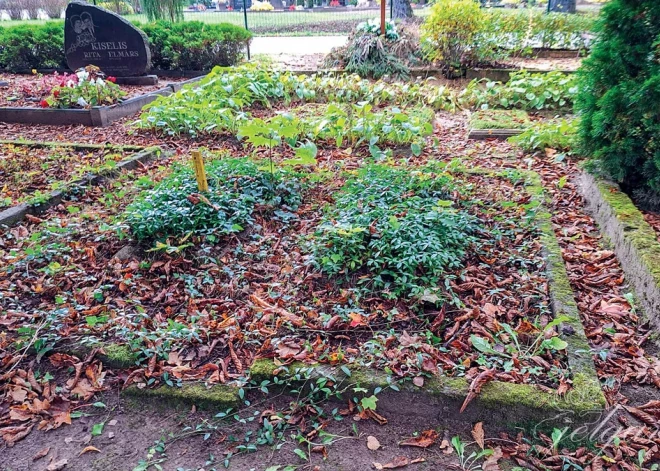 Jelgavas kapos nekoptas 264 kapavietas. Kas ar tām notiek?