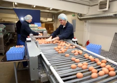 Baltās vai brūnās? Kuras olas ir veselīgākas