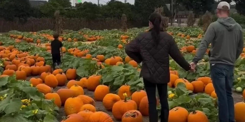 Princis Harijs un Megana Mārkla ar bērniem ķirbju laukā.