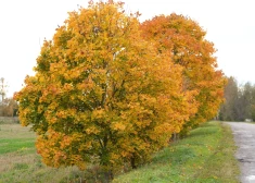 В четверг в Латвии снова будет облачно