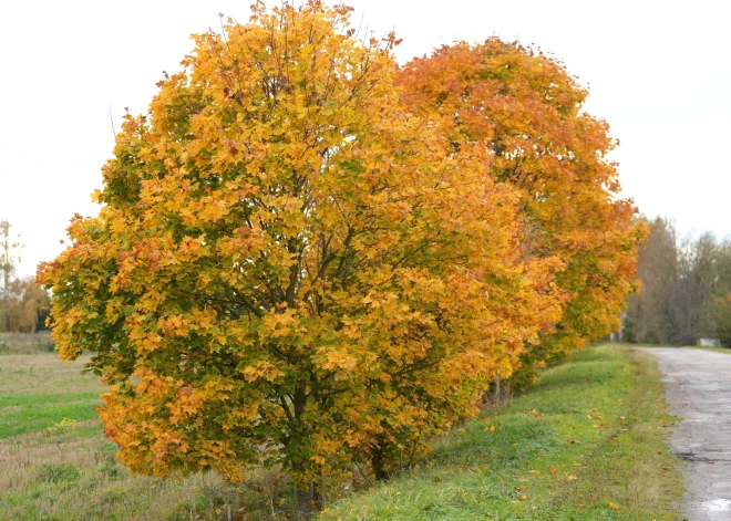 В четверг в Латвии снова будет облачно