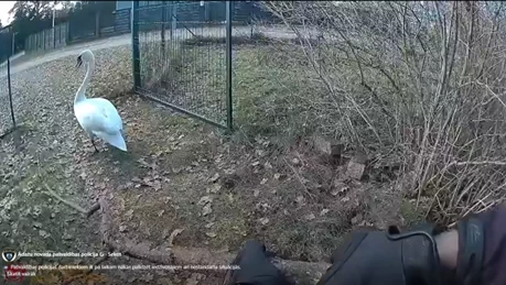 Ceturtdien Ādažu policistiem neizdevās pārrunās ar gulbi un viņu putnu no “ieņemtās teritorijas” patrieca ar koka zaru.