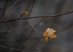 В последний день недели Латвию накроют дожди и туман