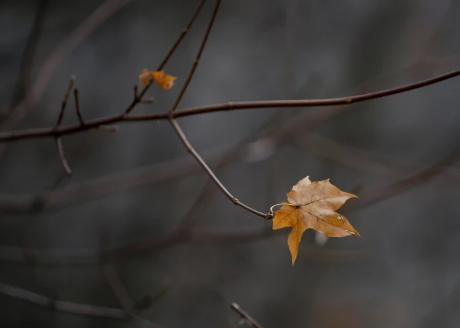 В последний день недели Латвию накроют дожди и туман