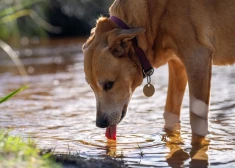 PVD ieteikumi, kā pasargāt dzīvniekus no saslimšanas ar leptospirozi 
