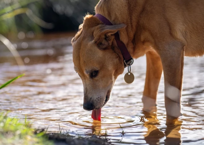 PVD ieteikumi, kā pasargāt dzīvniekus no saslimšanas ar leptospirozi