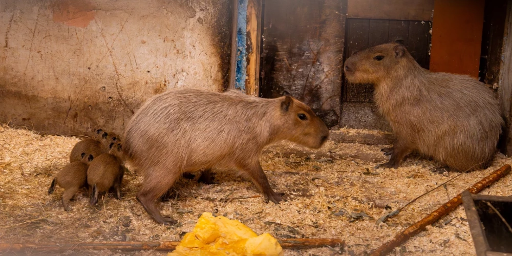  Oktobra vidū Rīgas zooloģiskajā dārzā pasaulē nākuši vēl četri kapibaru mazuļi.