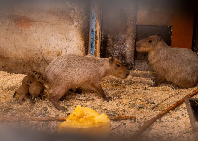 Oktobra vidū Rīgas zooloģiskajā dārzā pasaulē nākuši vēl četri kapibaru mazuļi.