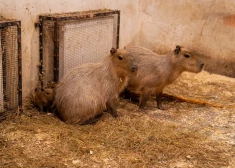 Rīgas Zoo dalās ar priecīgām vēstīm - pasaulē nākuši vēl četri kapibaru mazuļi. FOTO, VIDEO