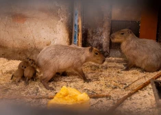 В Риге размножаются капибары! В зоопарке родились еще четыре детеныша, за которыми можно будет следить онлайн