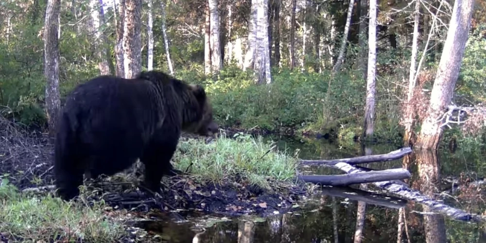 Sedas purva saimnieks vēl nedodas ziemas guļā.