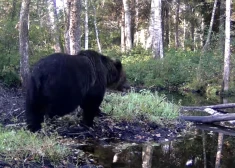 VIDEO: Sedas purva saimnieks vēl nedodas ziemas guļā