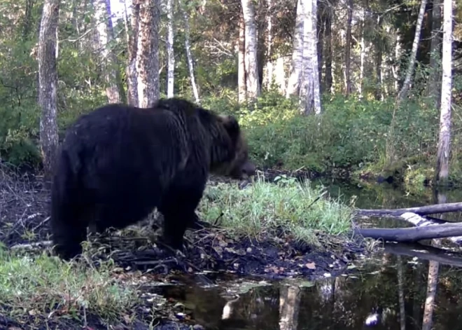 VIDEO: Sedas purva saimnieks vēl nedodas ziemas guļā