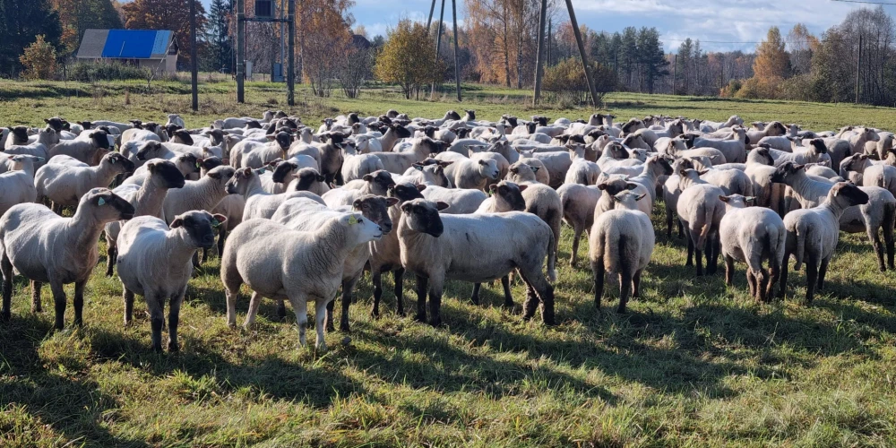 Daudziem mazajiem lauksaimniekiem atbalsts kalpo kā starta kapitāls – pirmais solis ceļā uz stabilu saimniecību.