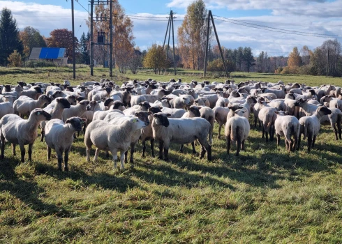 Daudziem mazajiem lauksaimniekiem atbalsts kalpo kā starta kapitāls – pirmais solis ceļā uz stabilu saimniecību.