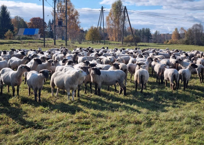 Mazie un jaunie zemnieki – Latvijas lauku nākotnes pamats. Kāds viņiem pieejams atbalsts?