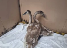 Daugavpilī nopietni saslimuši Porohovkas ezera gulbji, jo cilvēki barojuši karaliskos putnus ar maizi