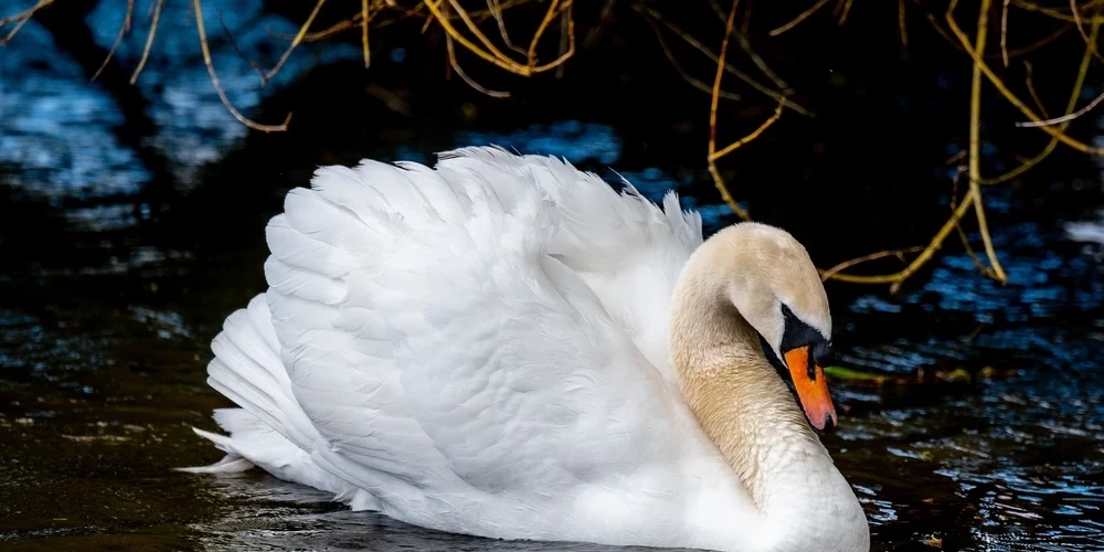 Saskaņā ar apsūdzību 2025. gada 30. martā abi vīrieši Carnikavā, pie Gaujas upes, ar ēdiena palīdzību izmānīja gulbi no ūdens uz sauszemi, pēc kā  viens no apsūdzētajiem satvēra gulbi aiz spārniem un izvilka to krastā, kur noguldīja gulbi uz zemes. 