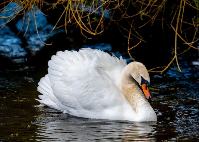 Uzbekistānas pilsoņi spīdzinājuši gulbi publiskā vietā nepilngadīgo klātbūtnē; lieta nodota tiesai