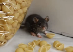 Daugavpilī apstiprināts žurku slimības gadījums. Kādi ir simptomi, un kā sevi pasargāt?