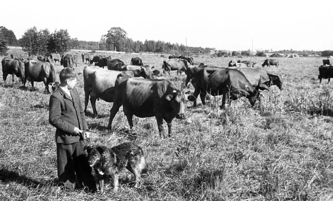 Katram kārtīgam ganiņam bija suns. Arī kolhozu laikos, kad nācās pieskatīt desmitiem govju un suņa palīdzība bija īpaši noderīga. Suņu turēšanas noteikumi gan paģērēja četrkājaino draugu turēt saitē un vaļā laist tikai vajadzības brīdī, taču reālajā dzīvē reti kurš šo prasību ievēroja. Vismaz bildē redzamais Baldones rajona Imanta Sudmaļa vārdā nosauktā kolhoza gans tā nedara.