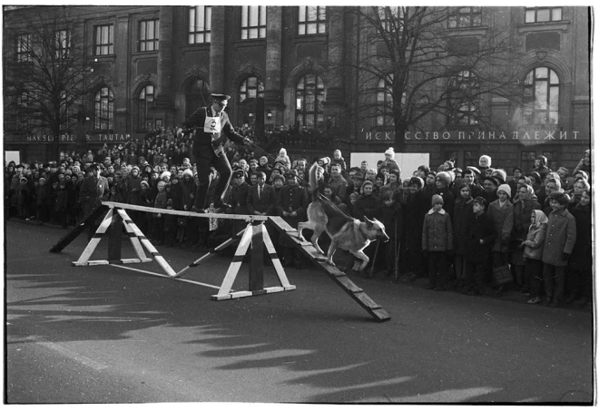 No padomju detektīvfilmām ikvienam bija zināms, ka miličiem ir suņi, kas gan pēdas noziedzniekiem dzen, gan arī ķer bandītus. Dzīvē gan milici ar suni redzēt gadījās gaužām reti, ja nu vienīgi kādā svētku pasākumā, ko kuplināja milicijas kinologu paraugdemonstrējumi. 