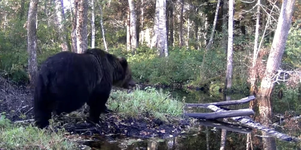 Хозяин болота Седа пока не собирается впадать в спячку.