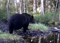 ВИДЕО: "хозяин" болота в Седе еще не отправился в спячку