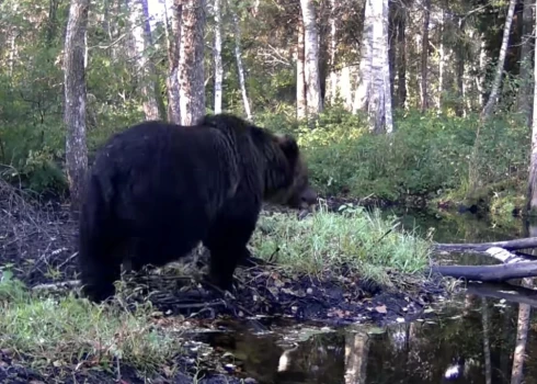 Хозяин болота Седа пока не собирается впадать в спячку.