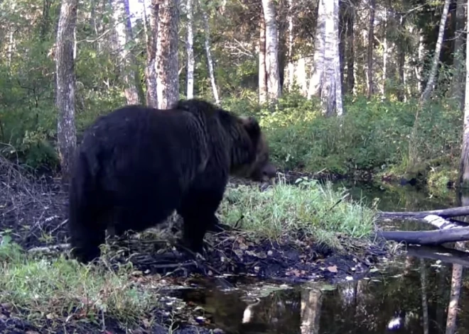 ВИДЕО: "хозяин" болота в Седе еще не отправился в спячку