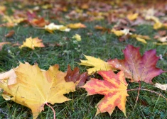 Рижане могут бесплатно сдать собранные листья до конца ноября - но есть обязательные условия