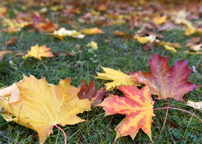 Рижане могут бесплатно сдать собранные листья до конца ноября - но есть обязательные условия