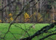 Ogres novadā nelikumīgās medībās nošauts lācis