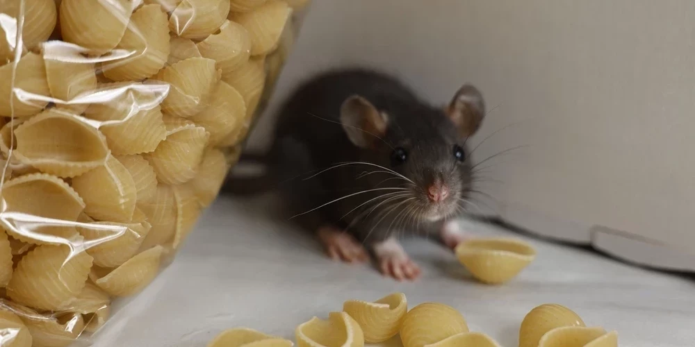 Риск заражения лептоспирозом увеличивается в холодное время года, когда в жилища человека и сельскохозяйственные помещения проникают различные грызуны.