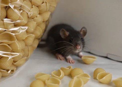 Риск заражения лептоспирозом увеличивается в холодное время года, когда в жилища человека и сельскохозяйственные помещения проникают различные грызуны.