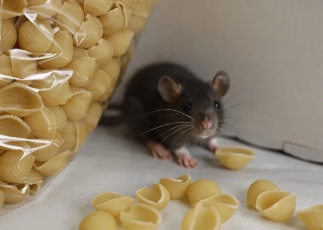 В Даугавпилсе подтвержден случай заболевания "крысиным" вирусом. Каковы симптомы и как защитить себя?