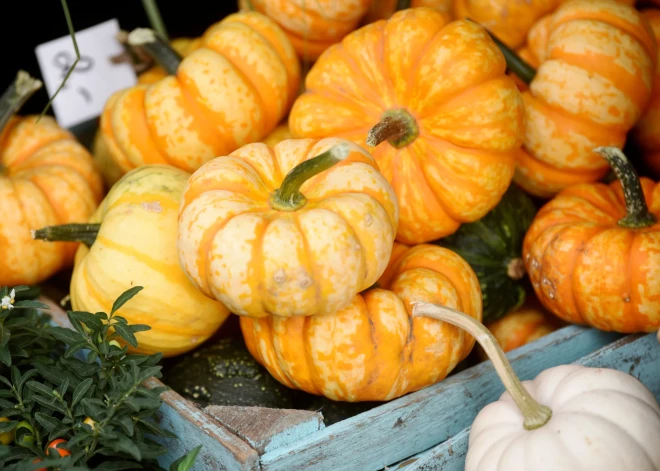 Latvija visvairāk ķirbju ieved no Nīderlandes, bet izved uz Igauniju