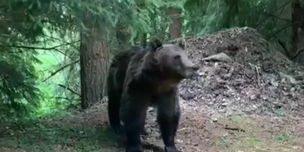 Sociālajos tīklos izplatās video ar latviešu sastapšanos ar lāci.