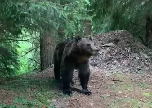 Sociālajos tīklos izplatās video ar latviešu sastapšanos ar lāci.