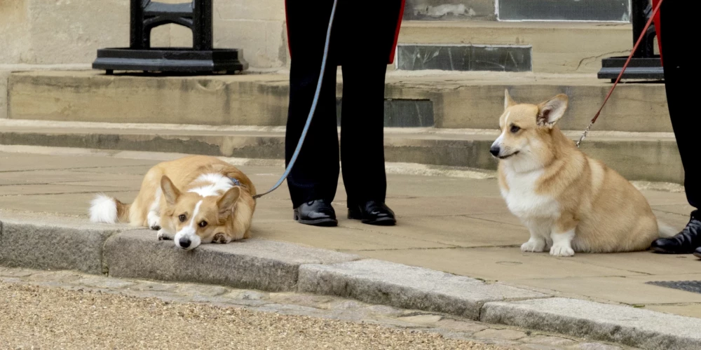 Aizsaulē aizgājušās karalienes korgiji līdz šim dzīvoja “Royal Lodge” kopā ar princi Endrū un Sāru Fērgusoni.