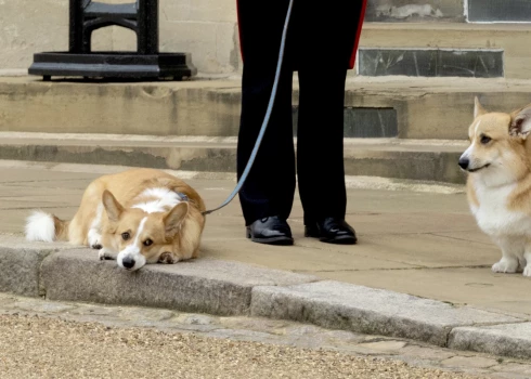 Aizsaulē aizgājušās karalienes korgiji līdz šim dzīvoja “Royal Lodge” kopā ar princi Endrū un Sāru Fērgusoni.