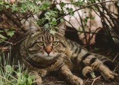 "Пах сараем, одичал, но быстро пришел в себя": латвийцы делятся историями возвращений блудных... котов