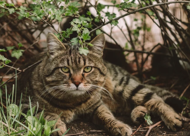 "Пах сараем, одичал, но быстро пришел в себя": латвийцы делятся историями возвращений блудных... котов