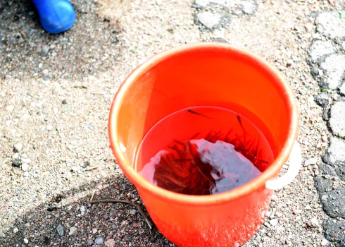 Zandartu mazuļi sagatavoti ielaišanai ezerā