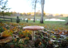 Пасмурное начало недели и сухие выходные: синоптики рассказали, когда погода улучшится