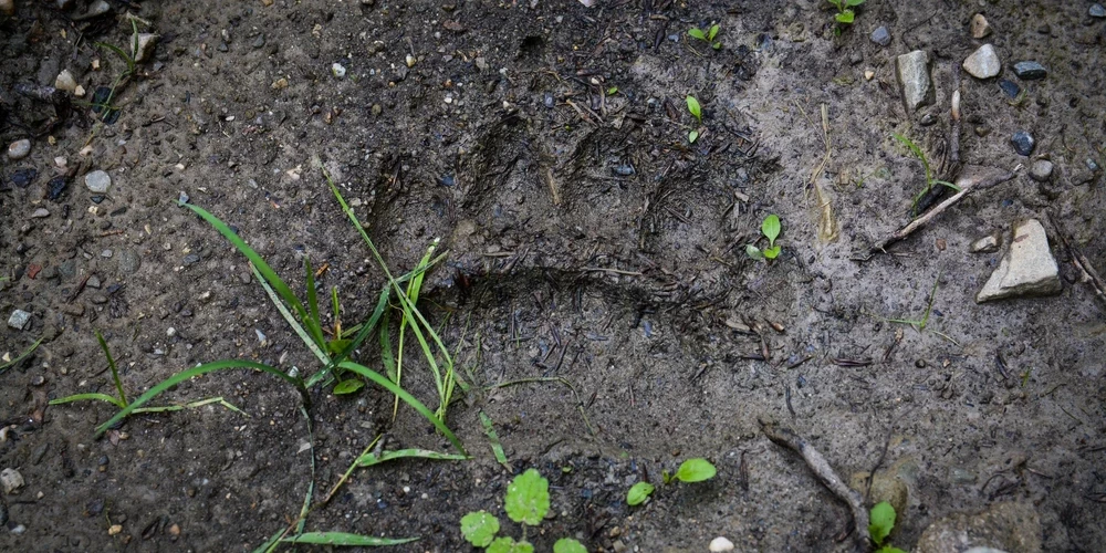 /Ilustratīvs attēls/.