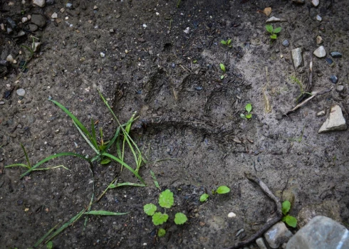 /Ilustratīvs attēls/.