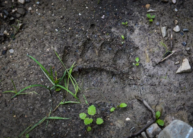 Ogres novadā nelikumīgi nomedīts lācis – policija noskaidrojusi iespējamās vainīgās personas