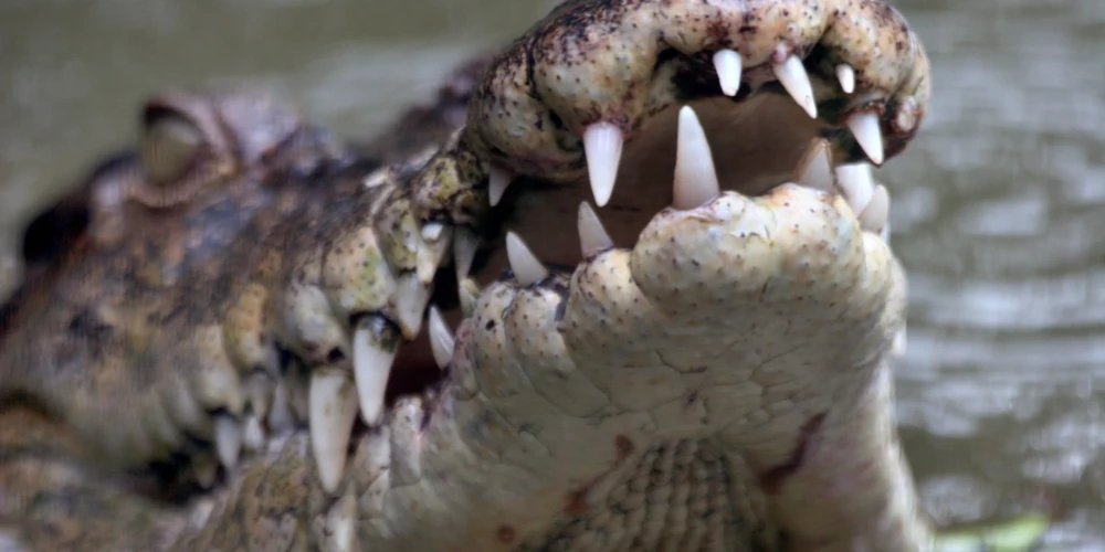 Sālsūdens krokodils